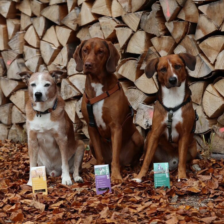 Hundebuben Petfluencer vor gshund Insektenleckerli