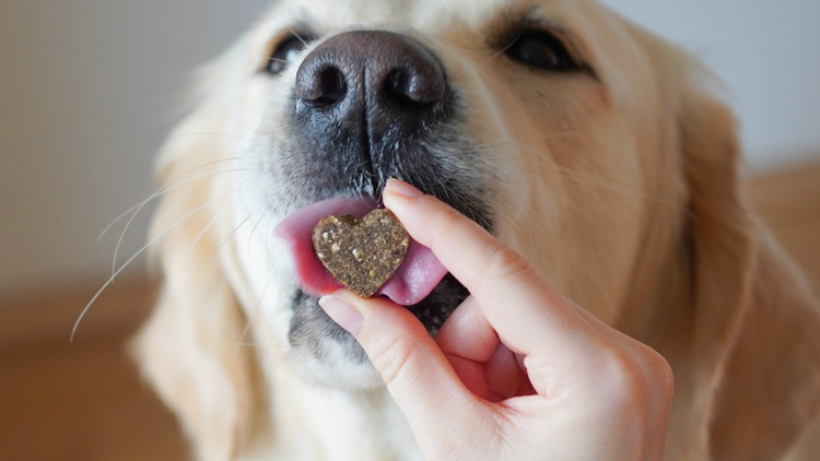 Labrador schleckt Leckerli ab.