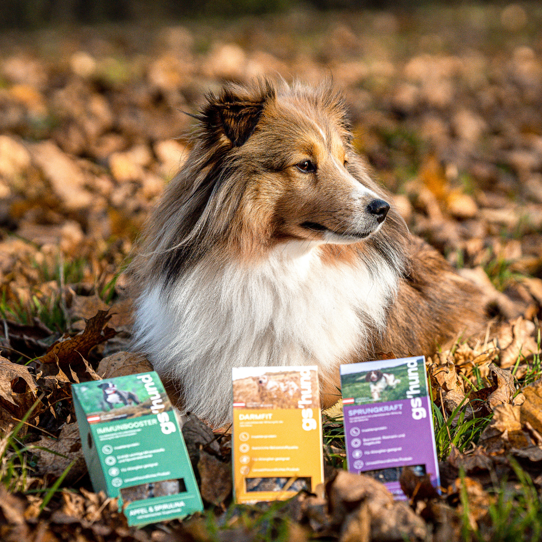 Nora Petfluencer vor gshund Insektenleckerli